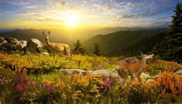 What Does Nature Teach Us About Art: Reconnecting With True Art